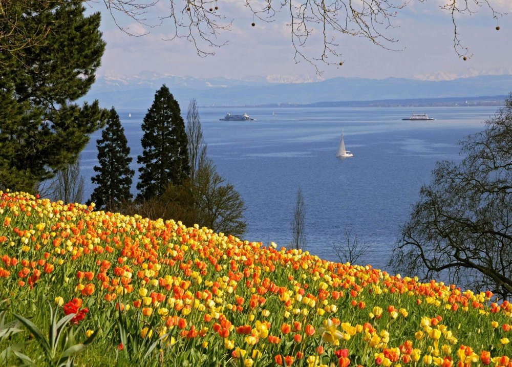Mainau Blumen
